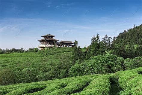 重慶茶園是哪個區