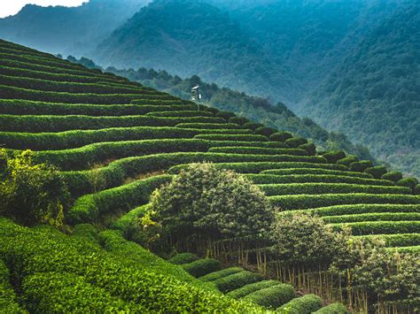 杭州龍井山怎麼遊玩？品茗之余還能賞景