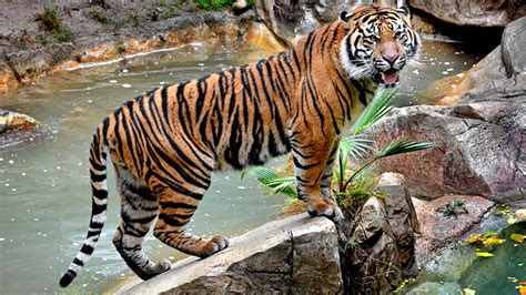 虎居動物園怎麼樣